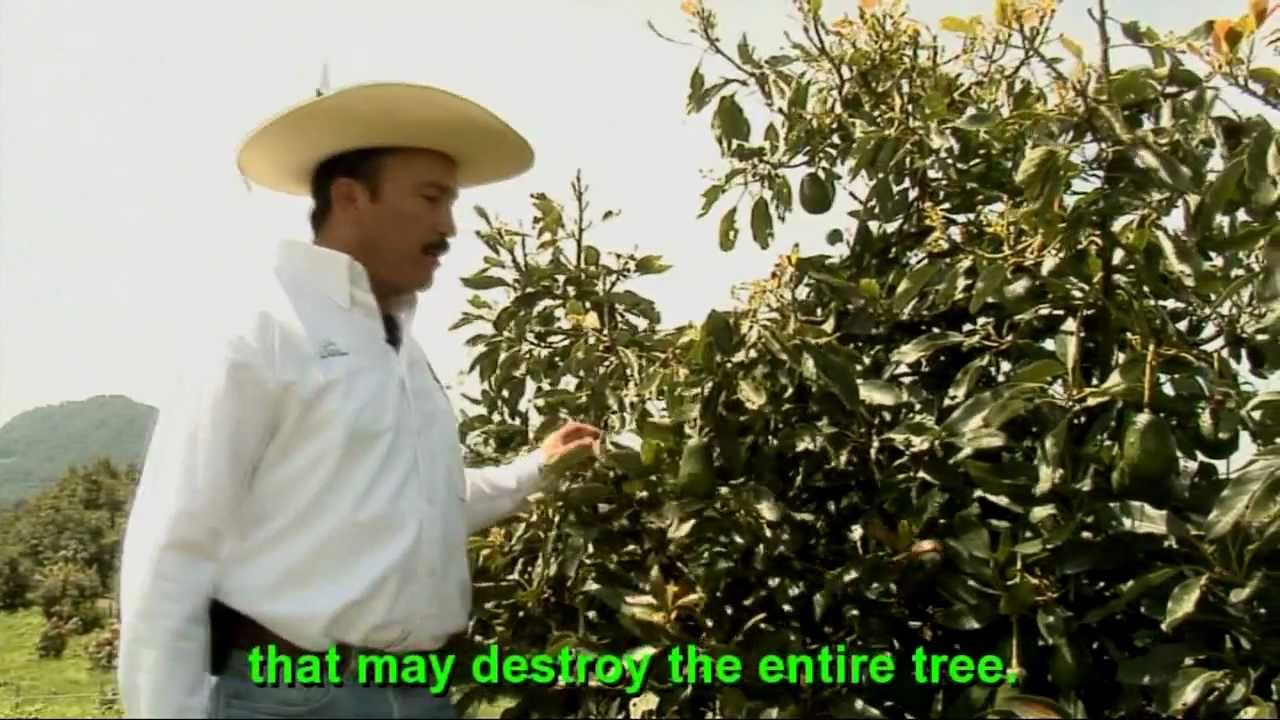 Mexico:  Avocado in Michoacan: An Economic Hit and Environmental Cost