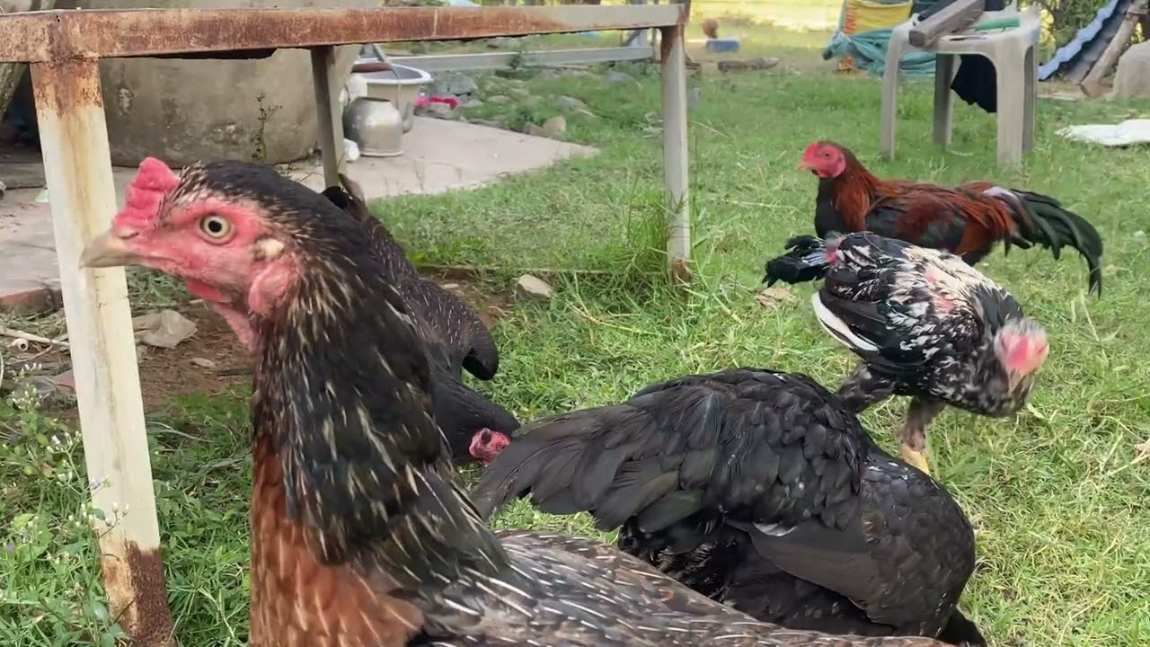 គ្រួសារមាន់មកទៀតហើយ🐓🐓