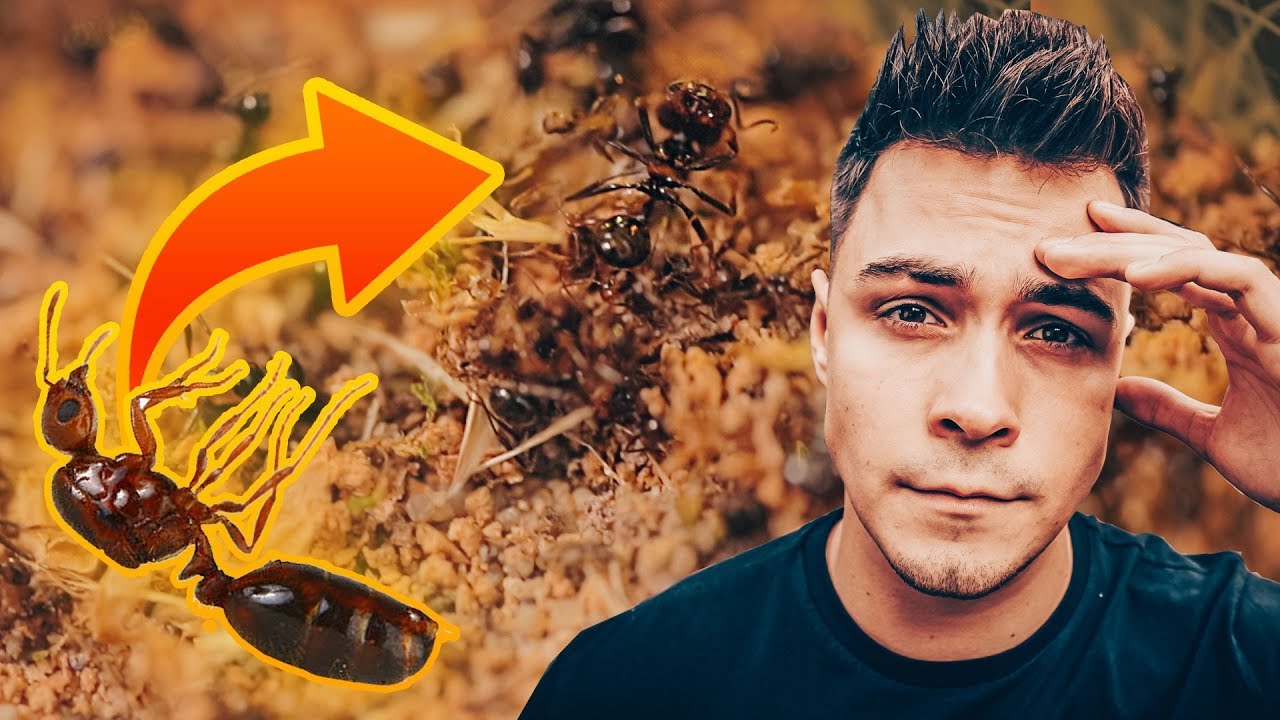 MR&Oacute;WKI UMARŁY?! 😱🐜