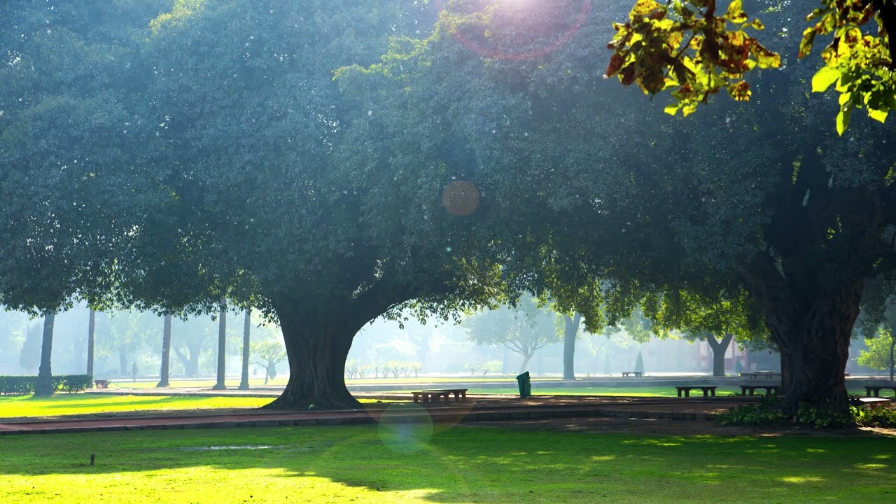 Sunny morning at the park - ambience