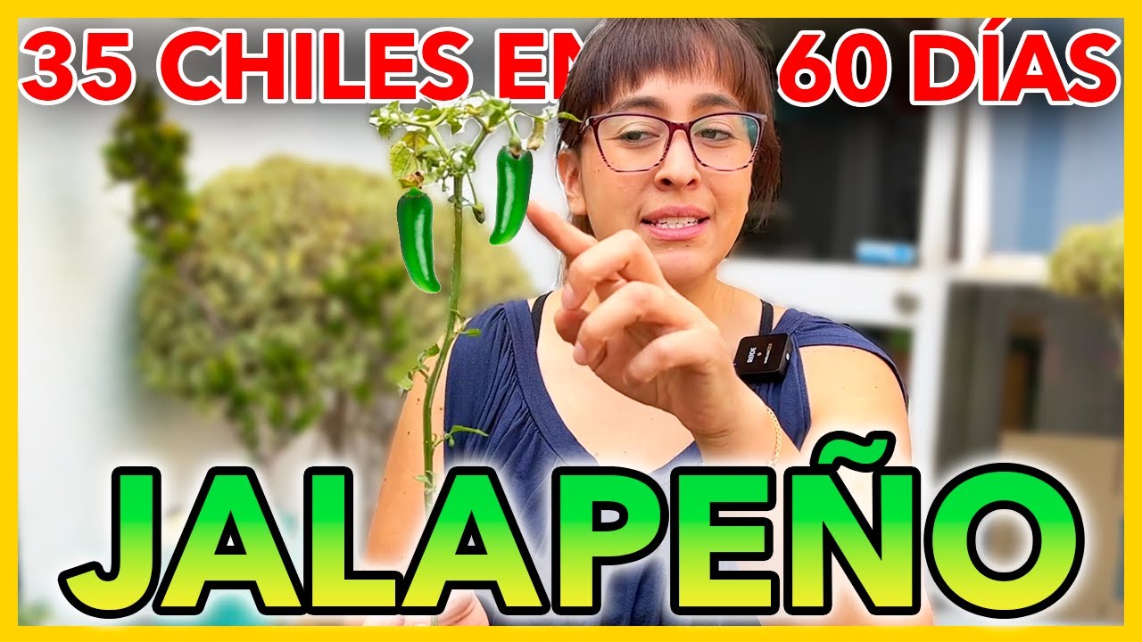 🌶 COMO SEMBRAR CHILE JALAPEÑO EN MACETA Paso a Paso 🪴 9 CUIDADOS