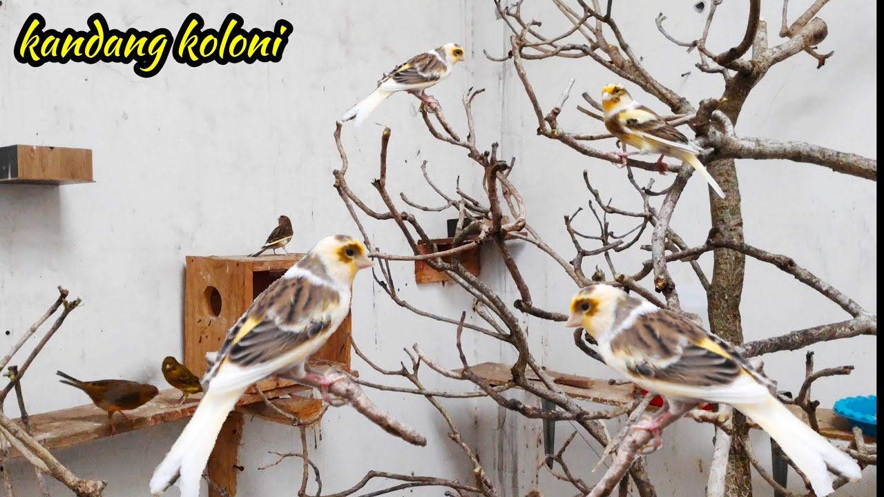 Pelepasan burung kenari di kandang koloni.