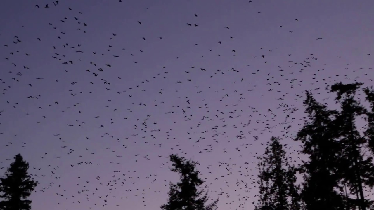 Crows at University of Washington - Bothell