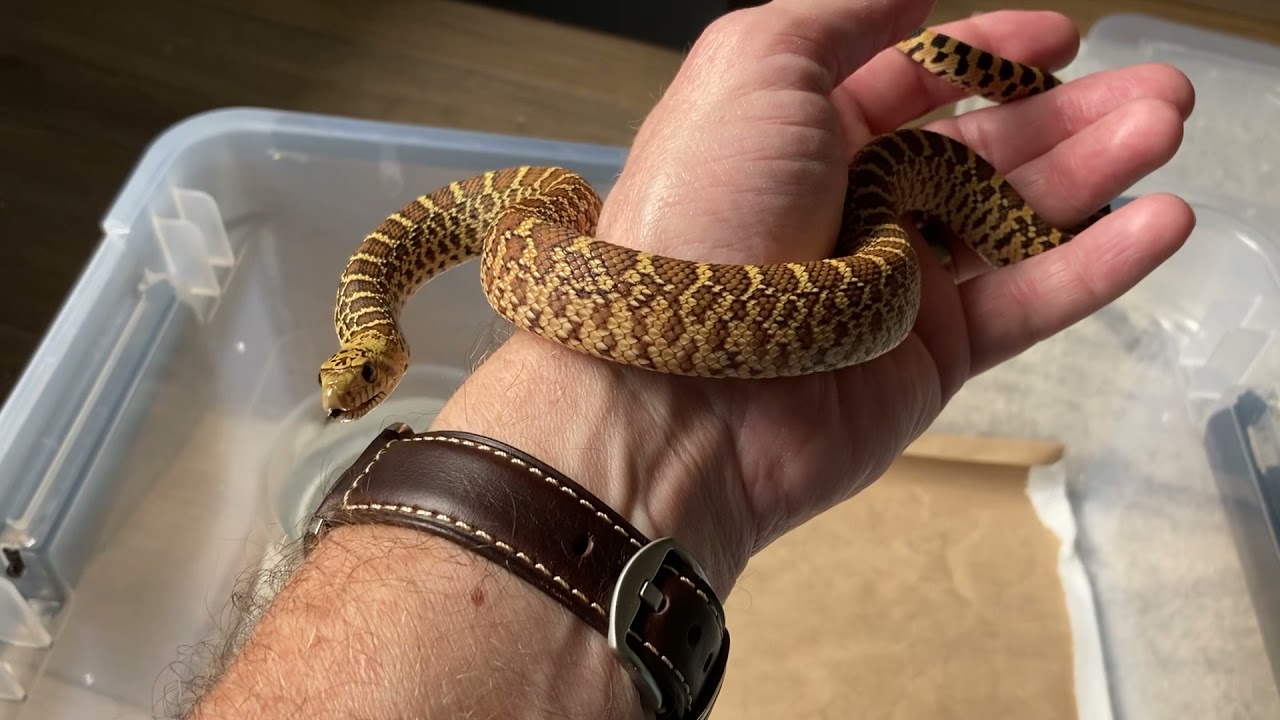 Taming my new baby Bull Snake