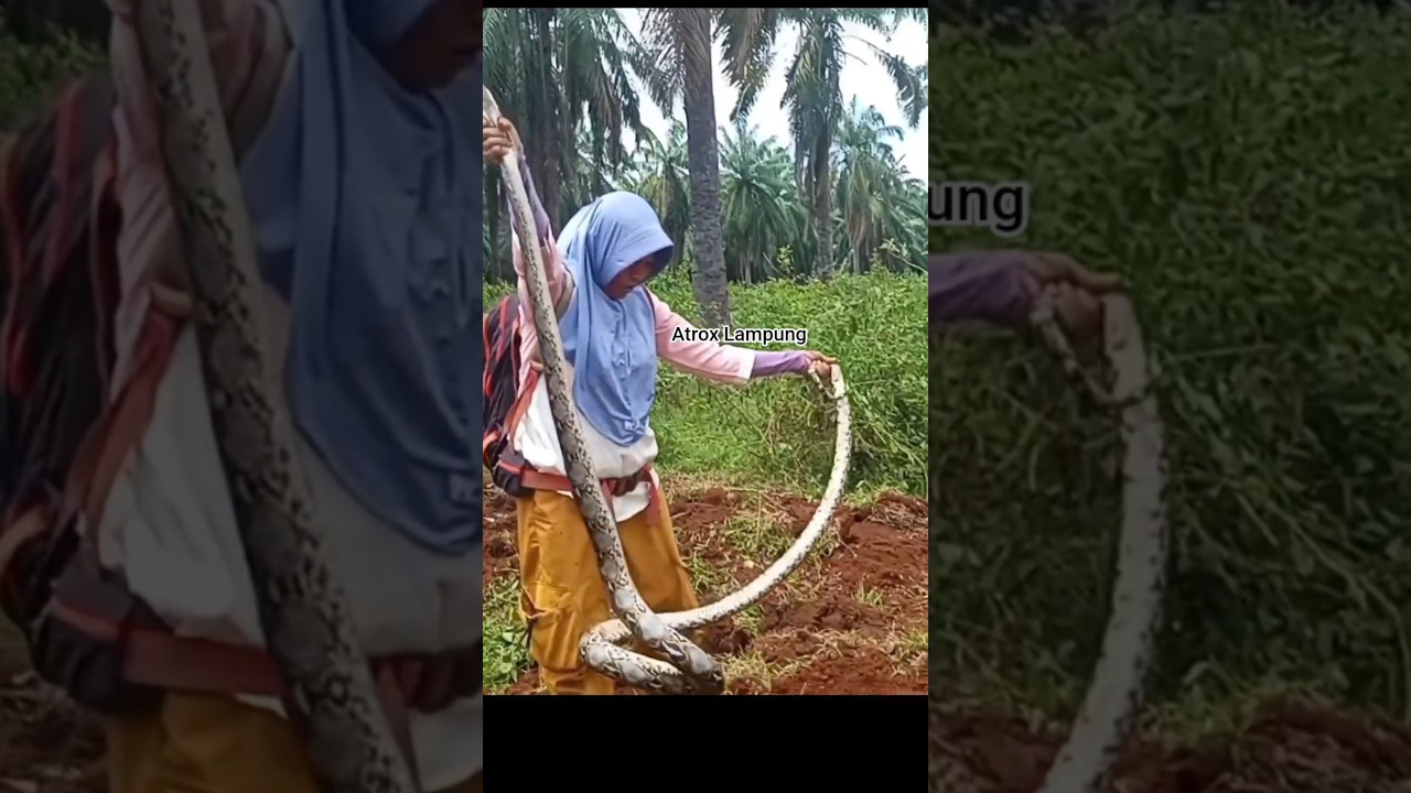detik detik induk python di amankan 