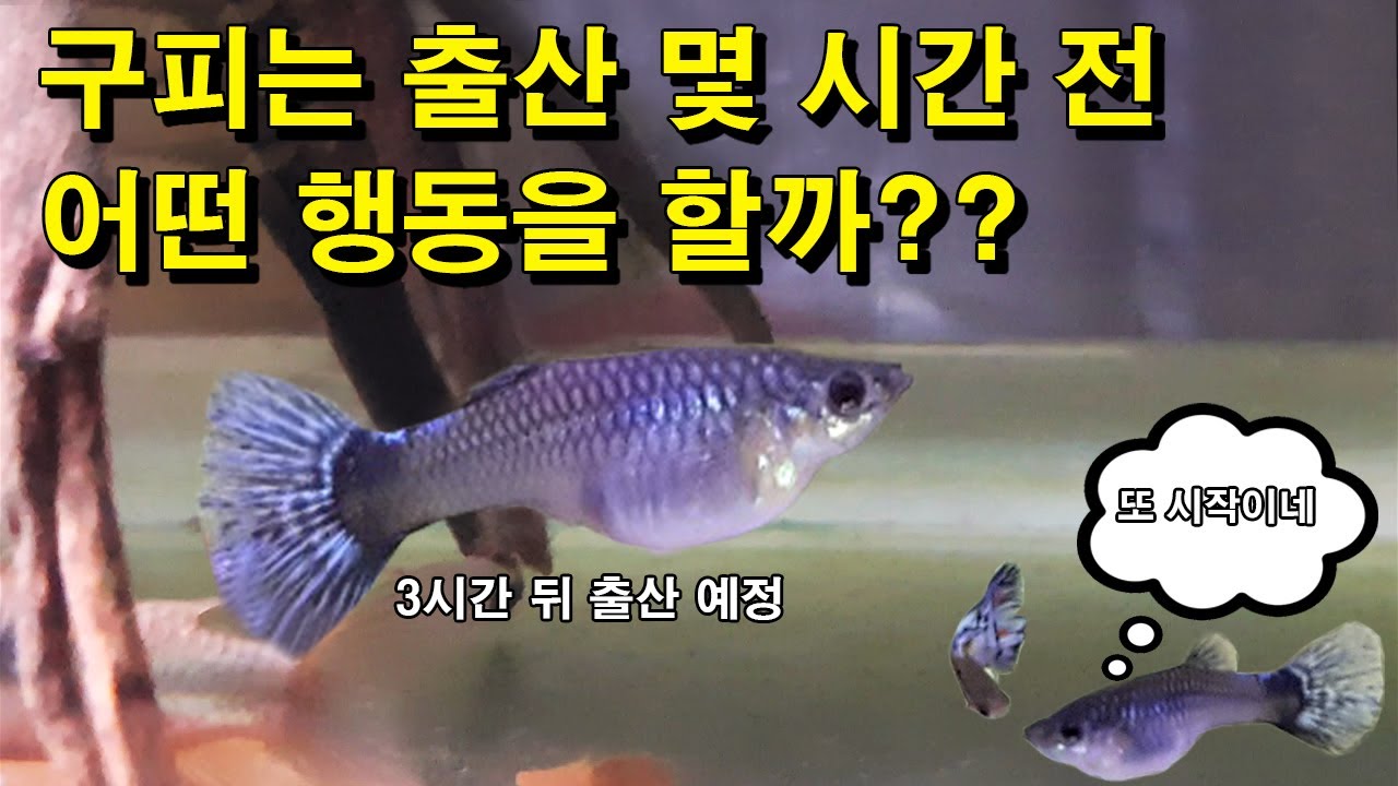 [#거북이씨​] 구피는 출산 몇 시간 전 어떤 행동을 할까??