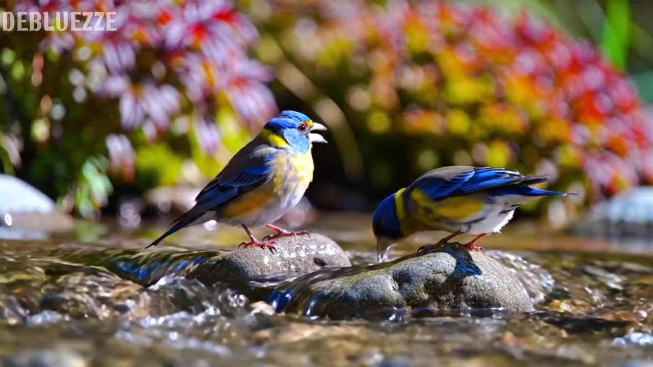 🌿 Gentle piano and meadow birdsong bringing harmony, calm, and deep relaxation 🌿