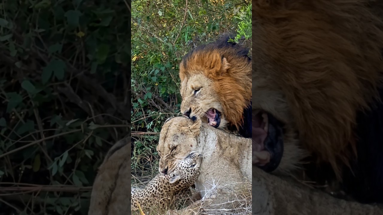Why Are Lions Attacked Leopard By info fact News