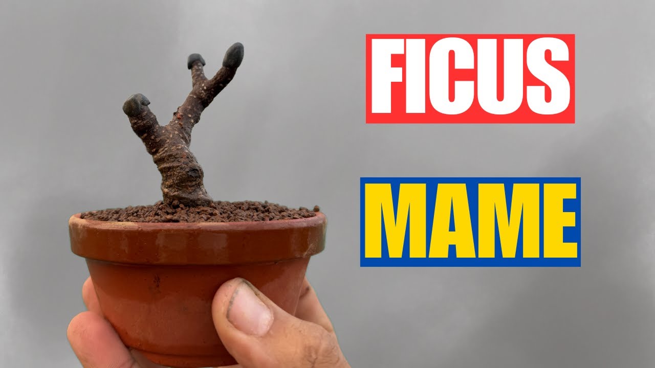 Transforma un Ficus Tiger Bark en un mame espectacular