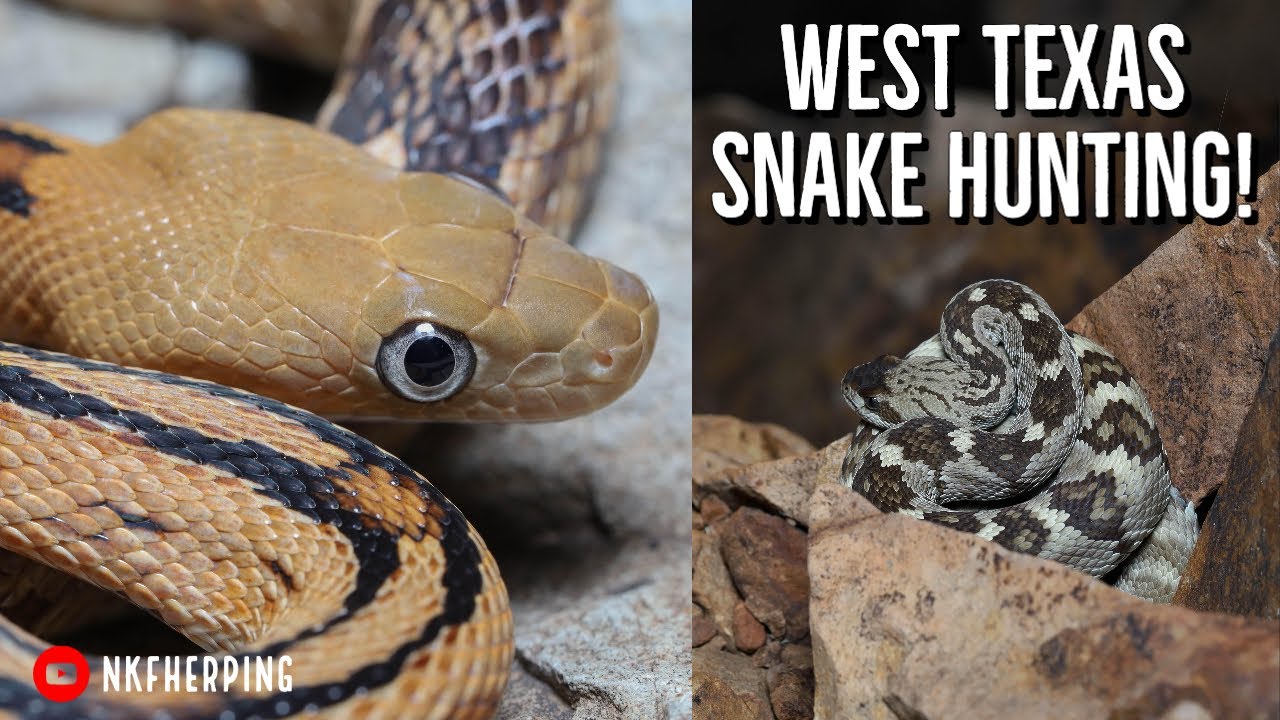 West Texas Snake Hunting! Trans-Pecos Ratsnake, Giant Tantilla, and Beautiful Rattlesnakes!