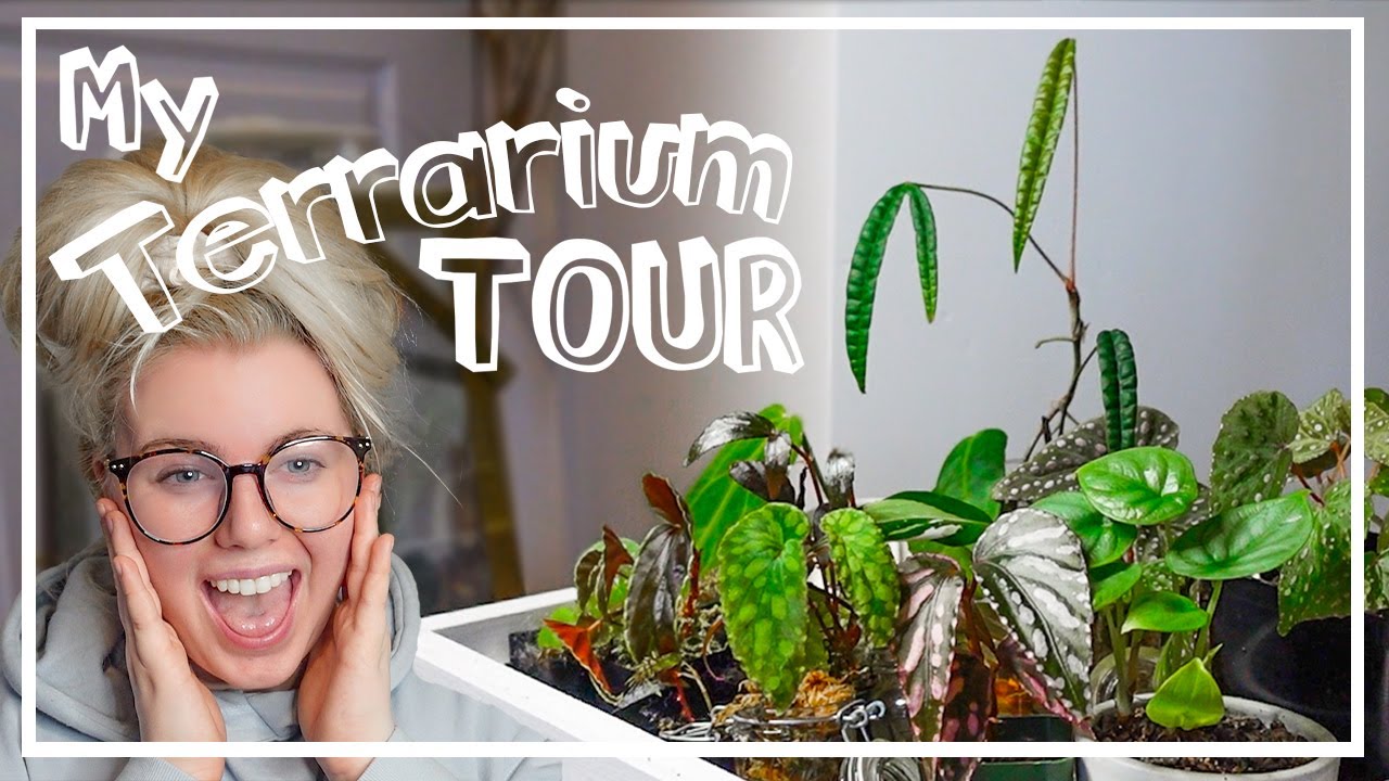 My Houseplant Terrarium Tour! All The Plants I Keep In Terrariums!