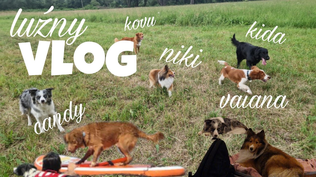 losowe momenty z naszego życia😌 | spacer z PIĘCIOMA psami🐾