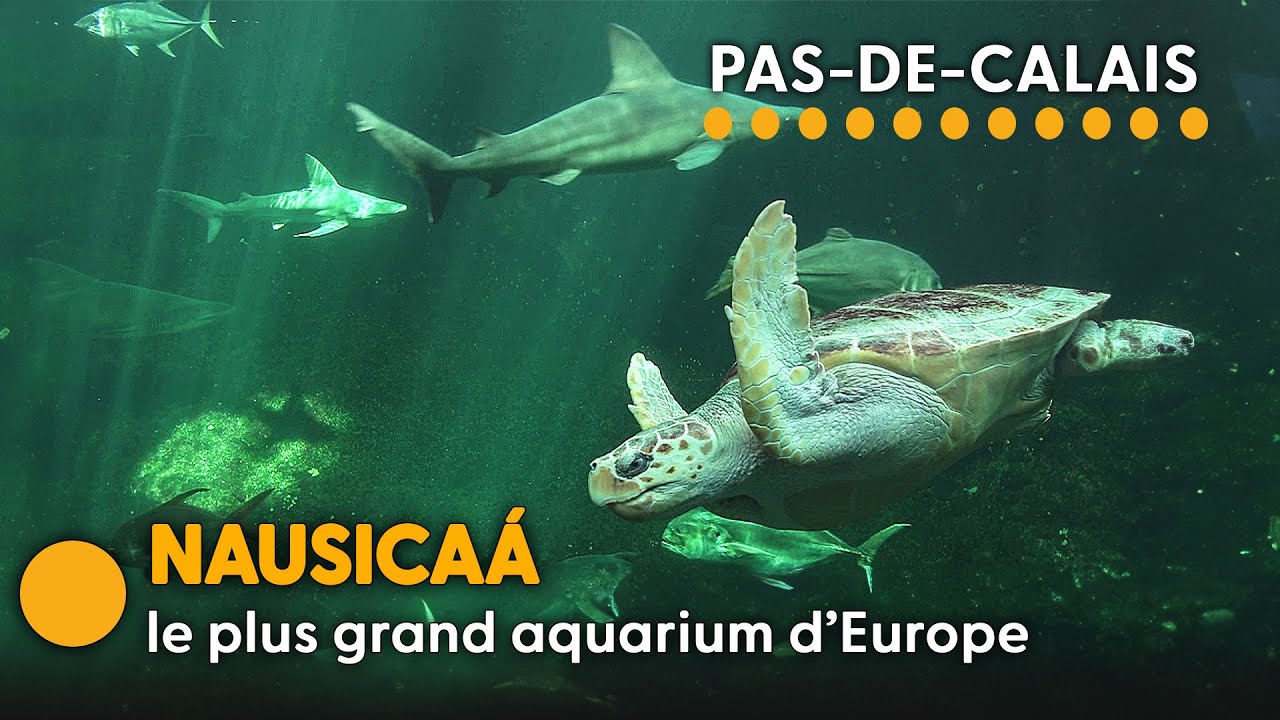Le Parc aquatique au bassin exceptionnel