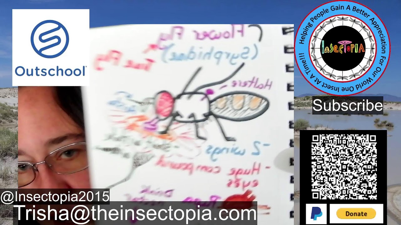 Insect Illustrations Under a Microscope: Flower Fly (Family: Syrphidae)