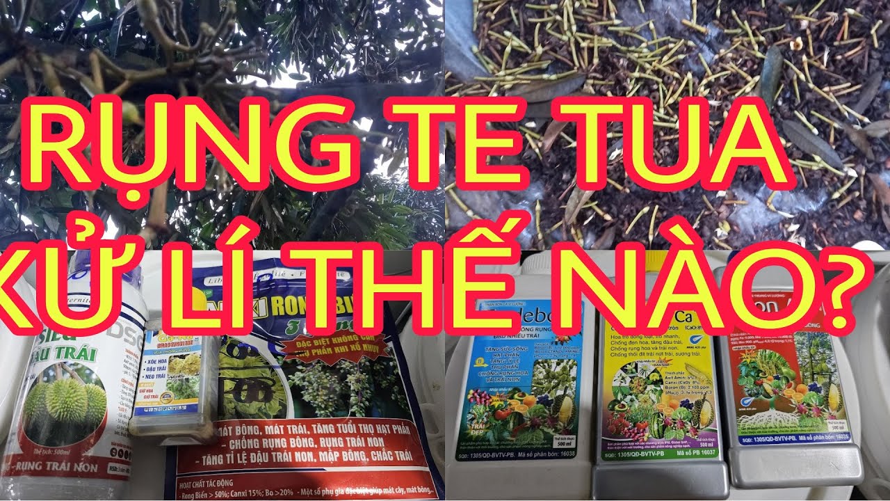 Sầu Riêng Xổ Nhụy RỤNG TE TUA, Do đâu? Xử lí như thế nào?