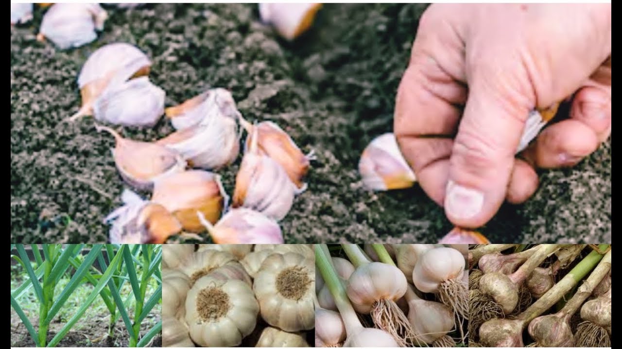 PARADOXICAL AGRICULTURE | PQNK | CULTIVATION OF GARLIC