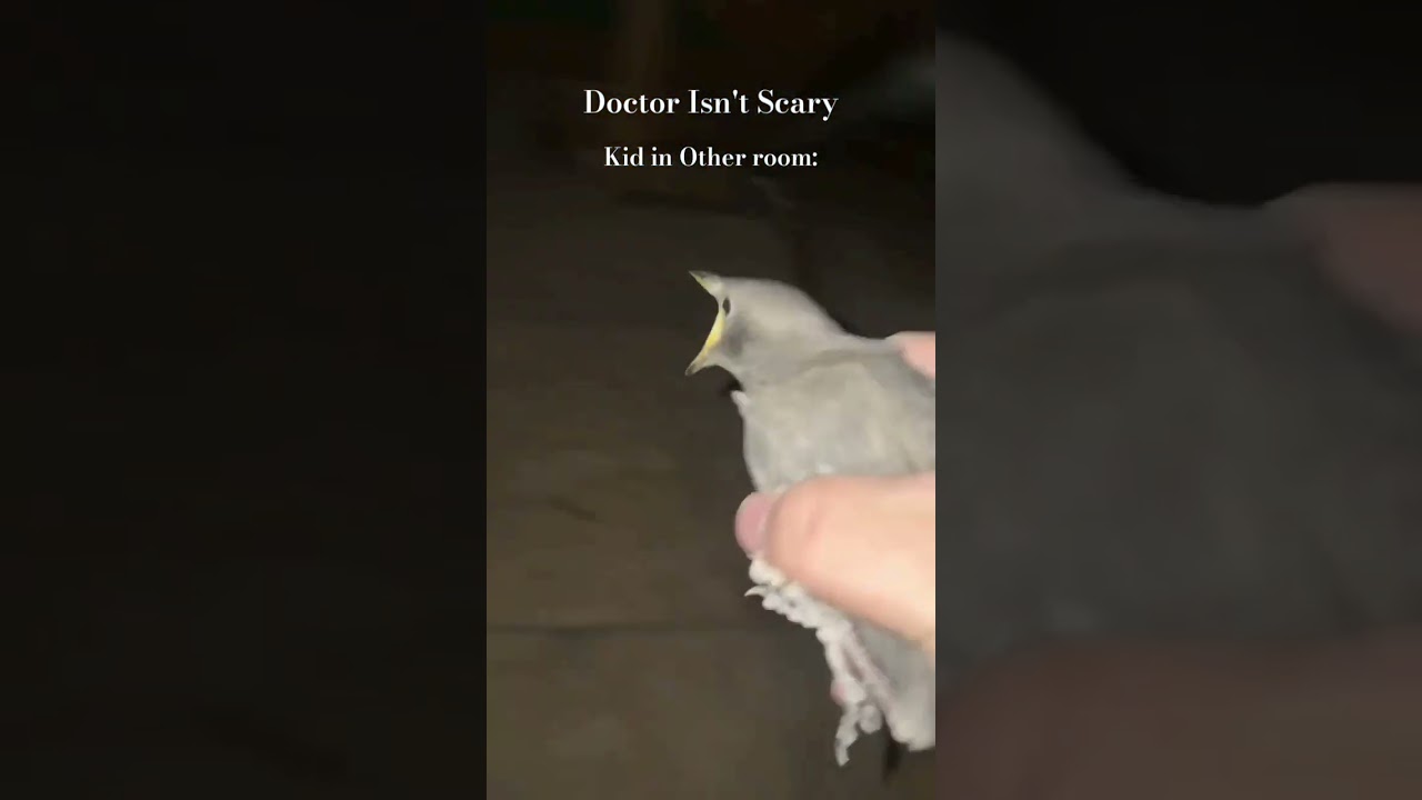 Bird screaming meme #trending