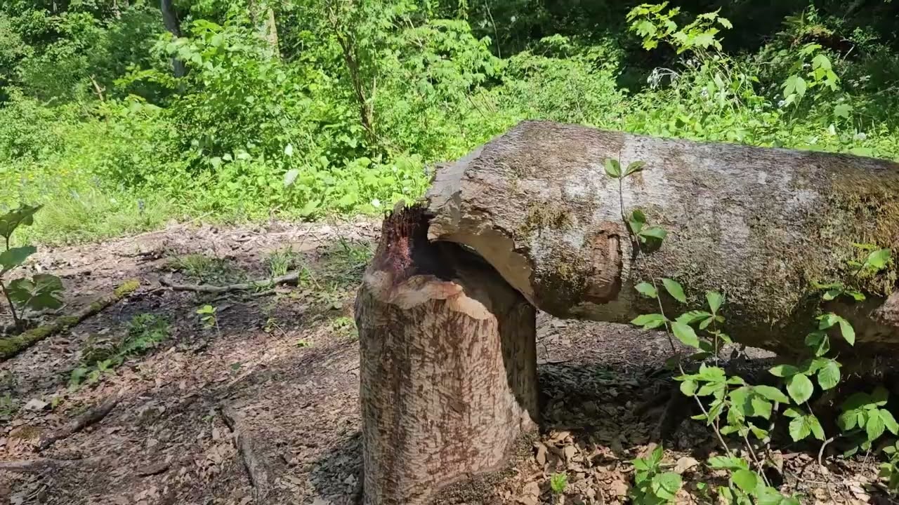 Wutachschlucht.