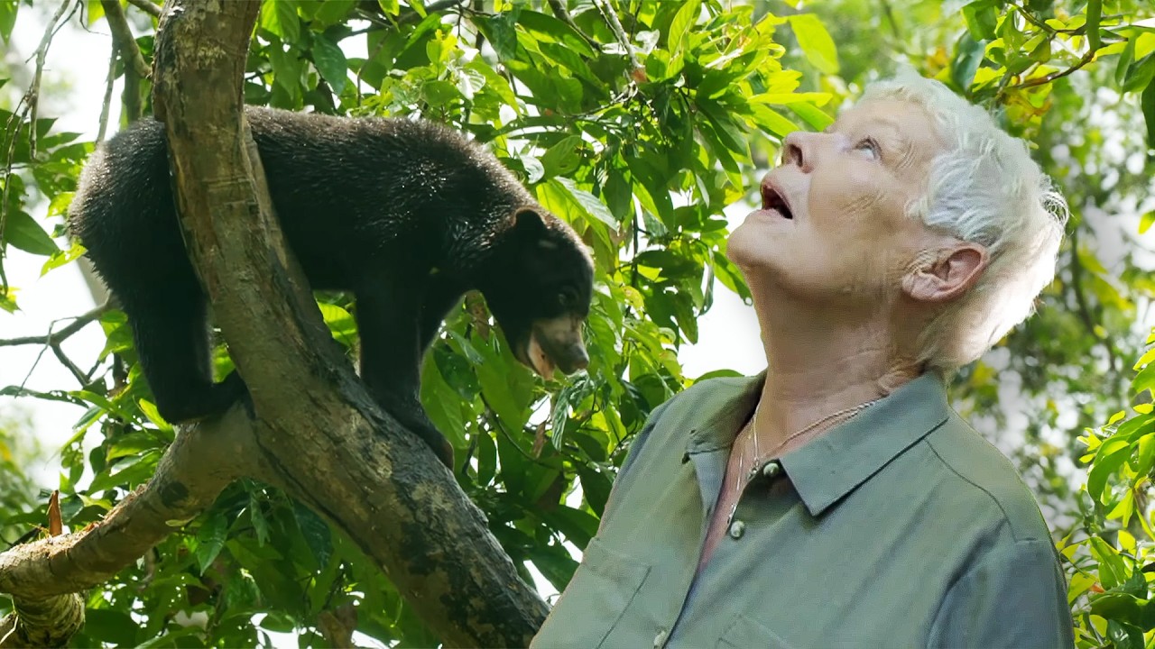 Into the Wild Heart of Borneo with Judi Dench (4K Documentary)