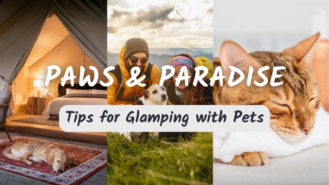 Glamping with Pets: A Luxury Adventure for You and Your Furry Friend 🐾