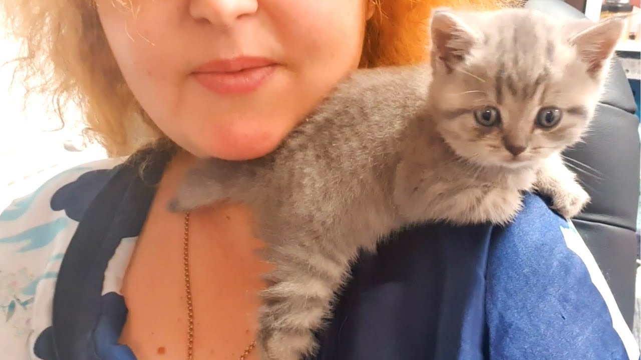 Котенок Стрит лазит по мне и целует
