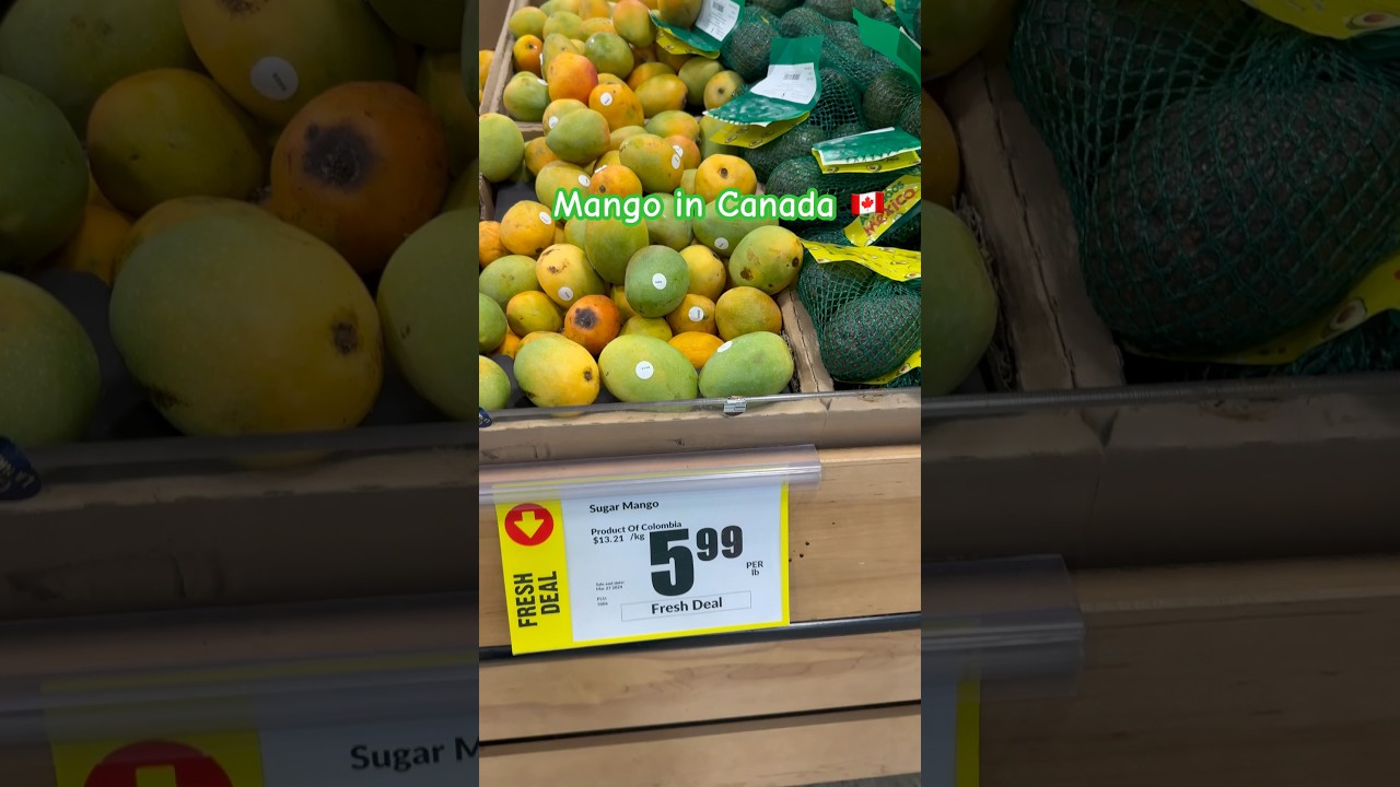 Canada maie mango ki price 🇨🇦 Summer special 2024 #viral #trending #shorts