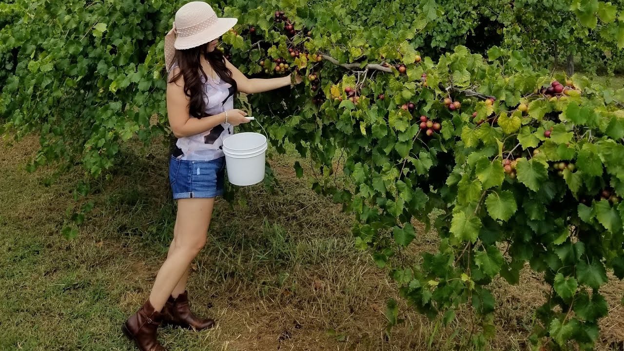 Picking Muscadines and Scuppernogs at Georgia U-Pick Farm