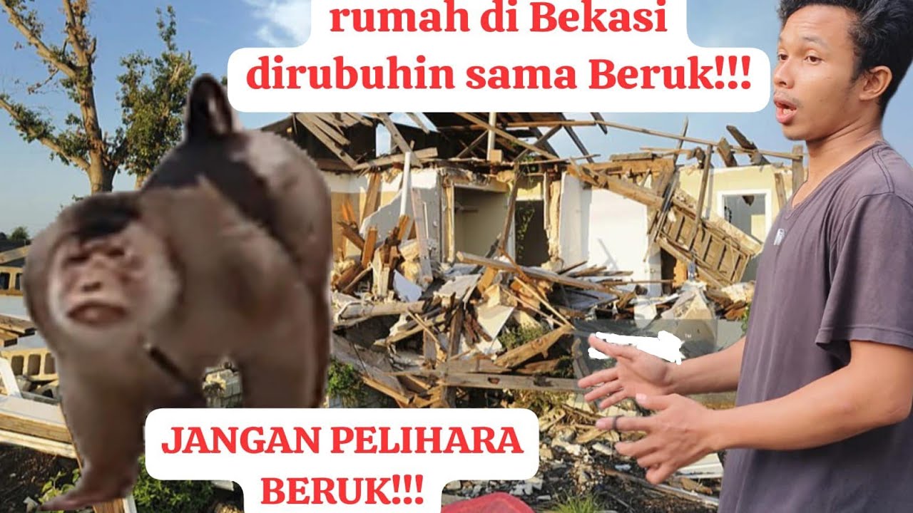 JANGAN PELIHARA PRIMATA KALAU NGGA MAU HANCUR!!! Primata bukan hewan peliharaan!