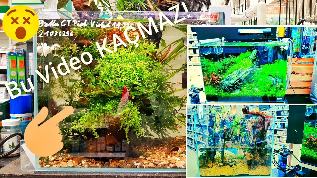 ALMANYA´DA PET SHOP GEZİSİ | YOK BÖYLE AKVARYUMCU ! Vlog #1
