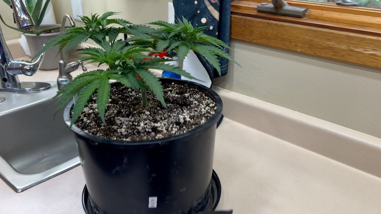 Gaia Green Grow: Part 1