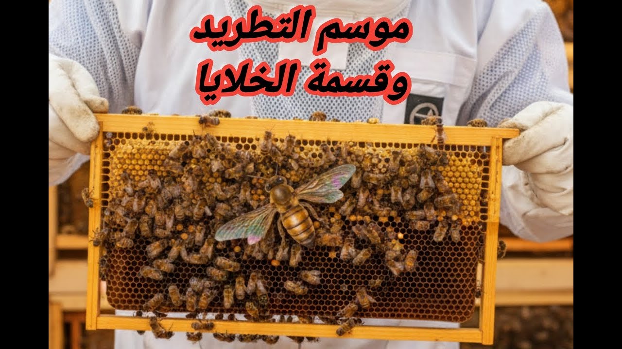 مع اقتراب موسم التطريد للنحل ما الفرق بين التطريد الطبيعي والتقسيم وأهم العوامل بينهما #النحل #صيد
