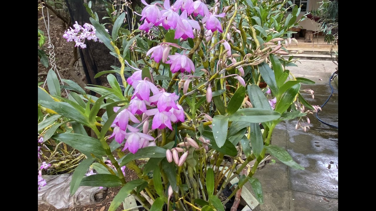 Cách chăm trồng và chăm sóc Hoa lan đùi gà cho người mới tập chơi