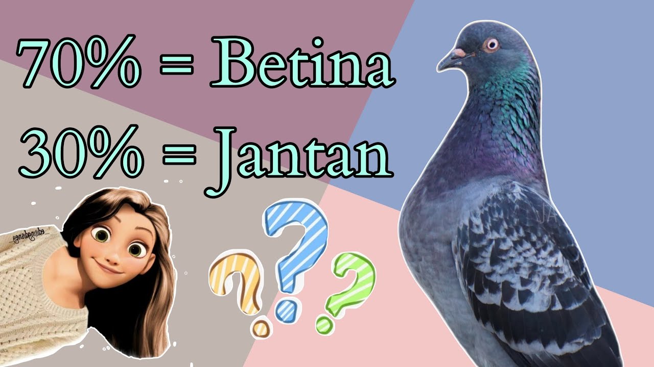 Mau Ternak? Belilah Betina TERBAIK Yg Mampu anda BELI #merpatitinggian #merpatitomprang