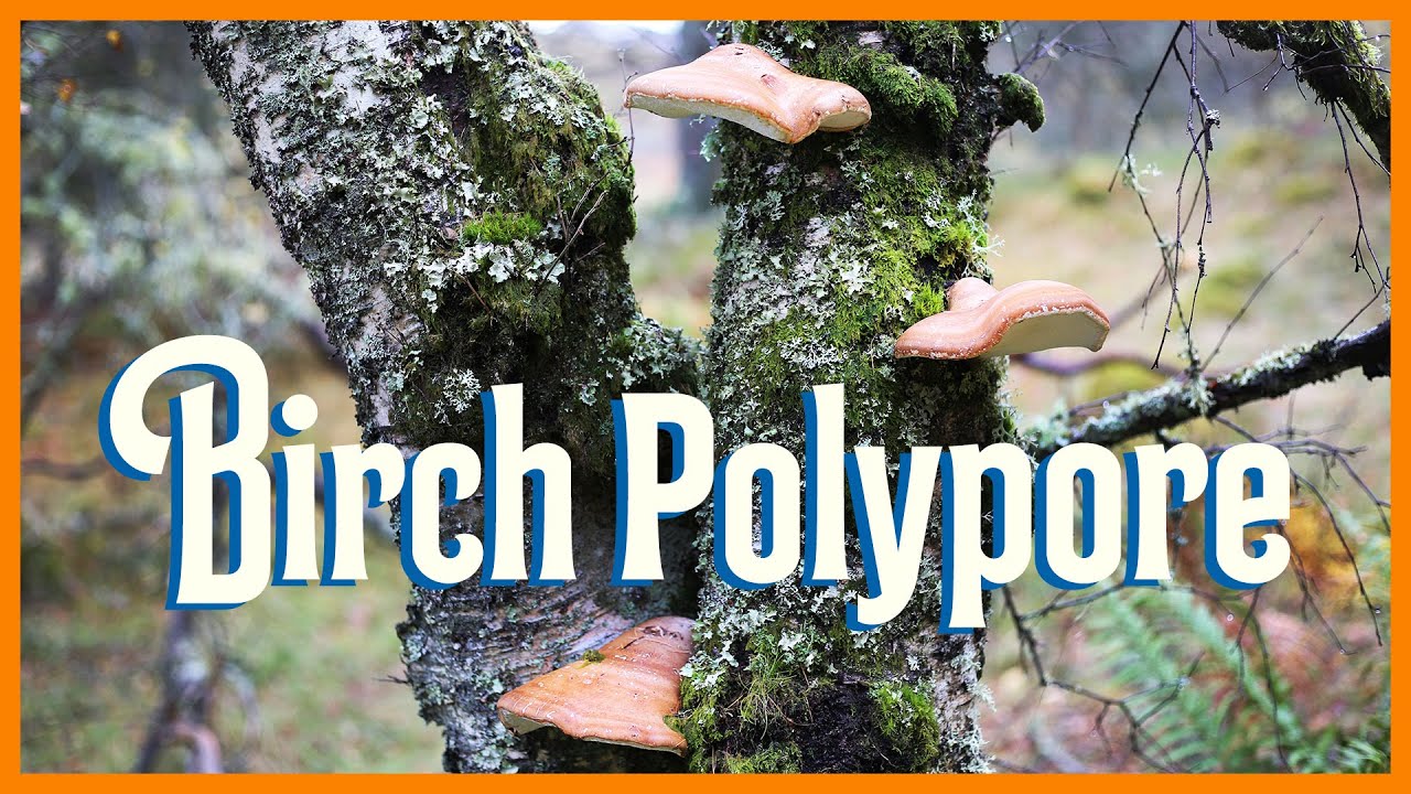 Birch Polypore Mushroom | Tea, Medicine, Ötzi The Iceman, Fire Making, Knife Sharpening & More