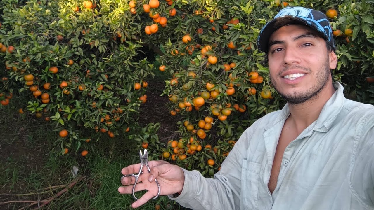 Comenzó la campaña cítrica 🍊 mandarina y naranja 🧡, una pequeña introducción 😁