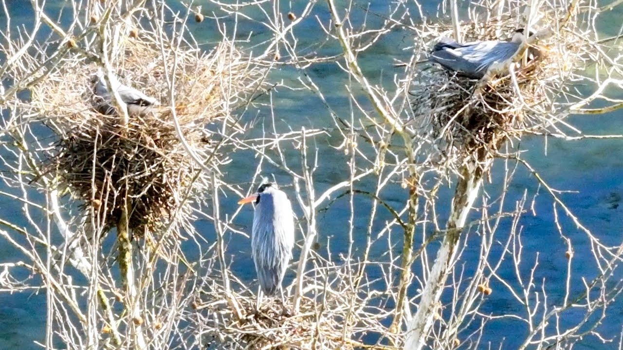 The Great Blue Herons 
