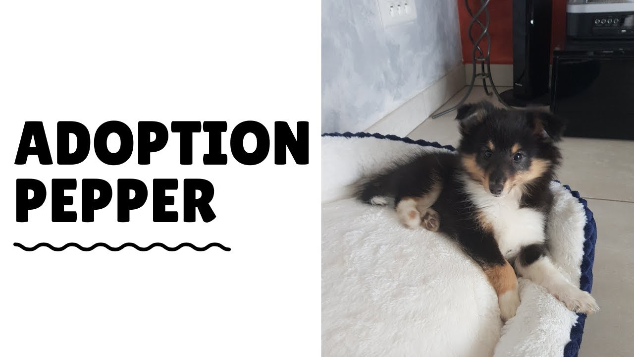 ADOPTION PEPPER - BERGER DES SHETLAND
