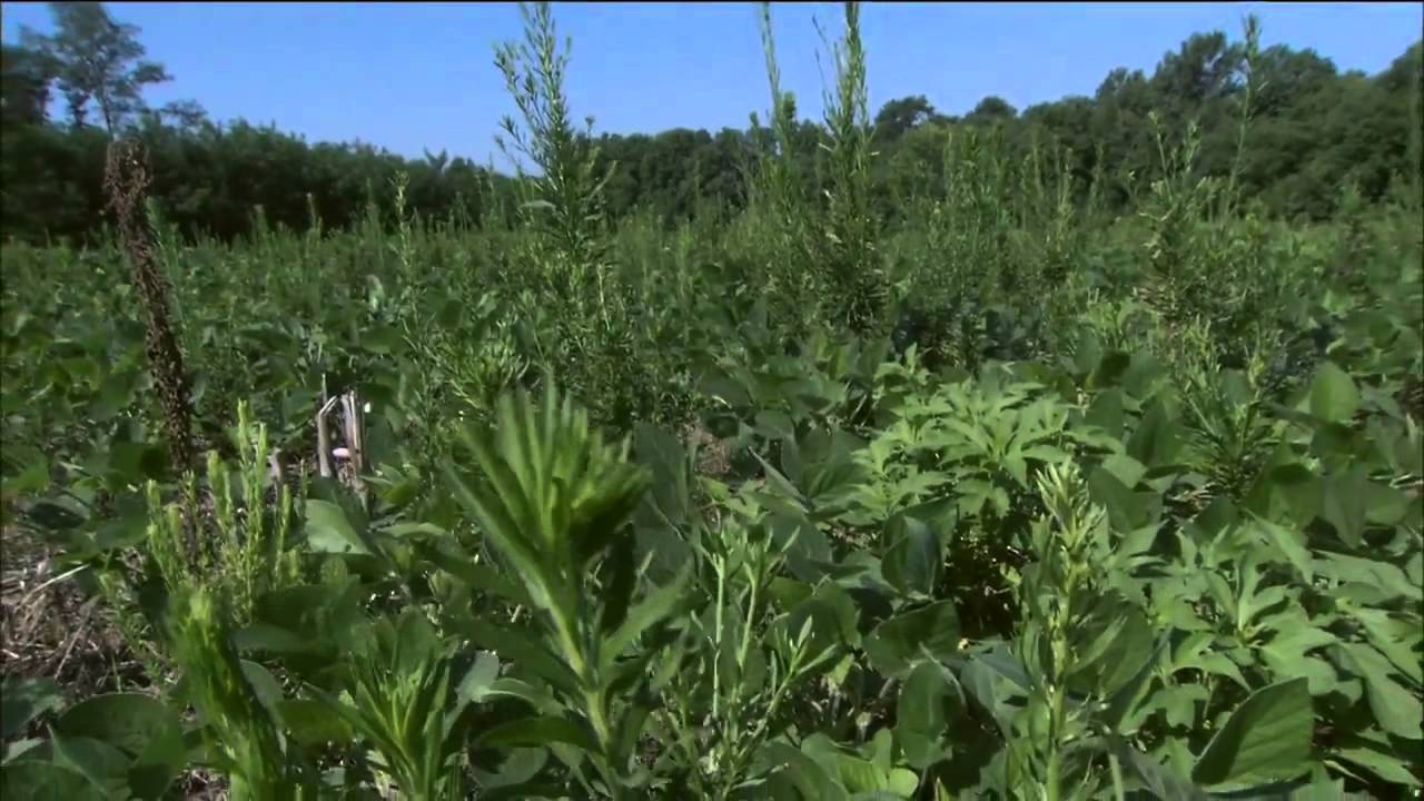 Unique characteristics of horseweed/marestail make it a challenging weed