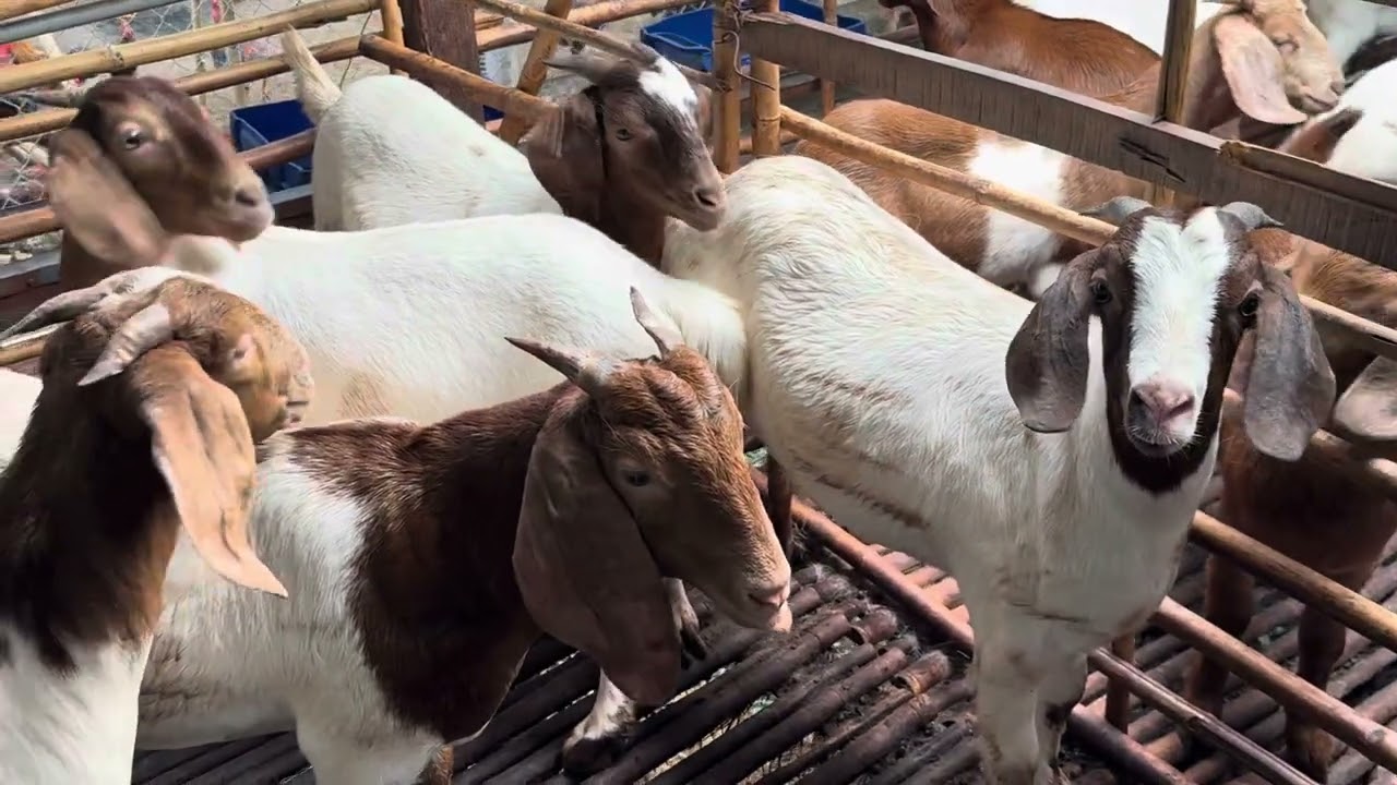 Lô cái tơ đầu xô boer lữa hàng bin lùn cô chú anh chị em ghé xem tham khảo nhé LH 085.86.34567