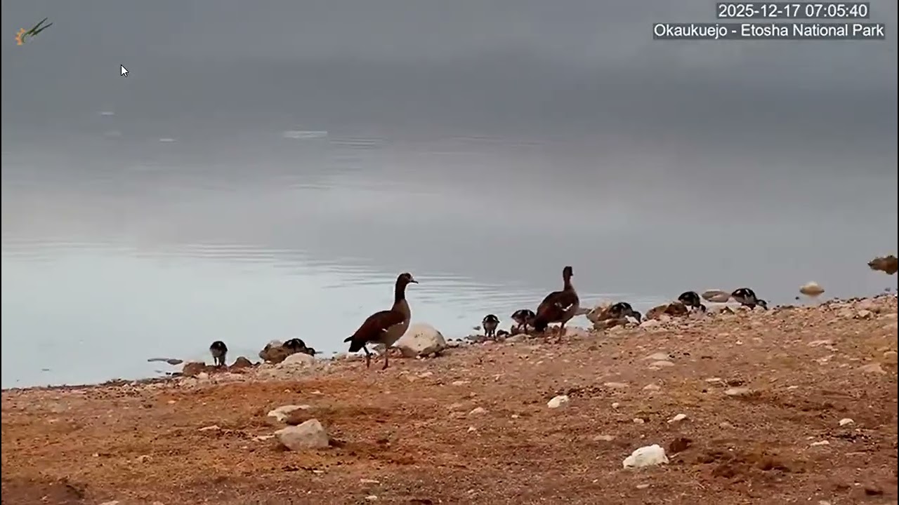 Egyptian Goose family stroll along the shore. Okaukuejo Resort Wildlife Waterhole.