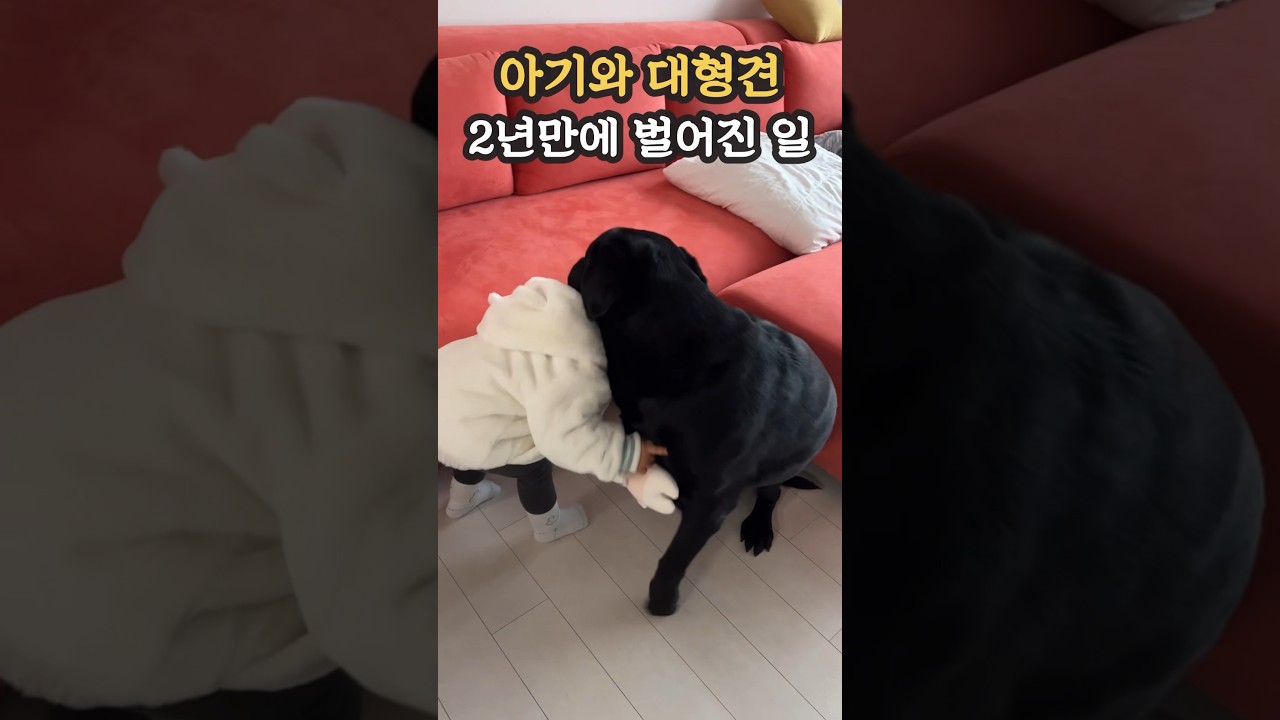아기와 대형견 함께한지 2년만에 벌어진 일😳 #리트리버 #아기와강아지