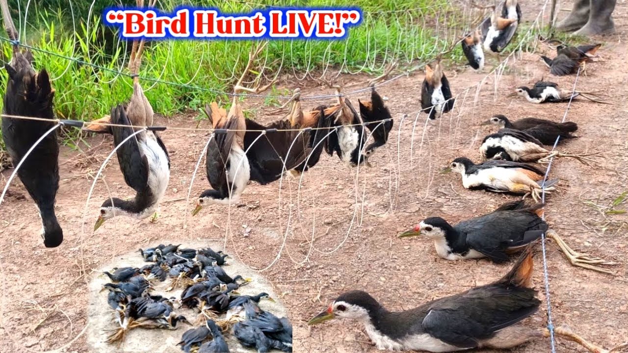 Unbelievable Bird Trap That Actually Works! #ThaBirdKingdom