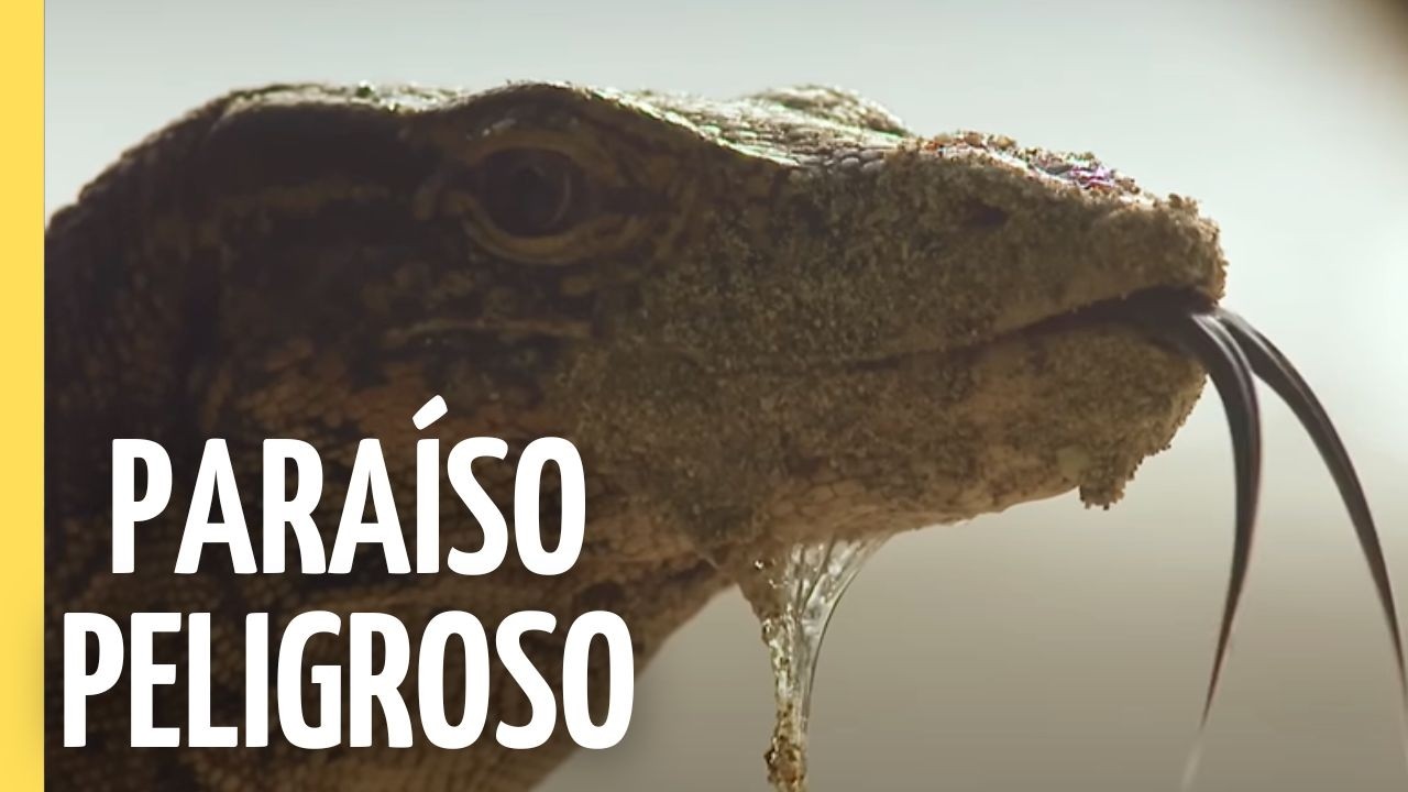Al Límite del Paraíso: Los Secretos Asombrosos de la Vida Salvaje de Indonesia | En Español