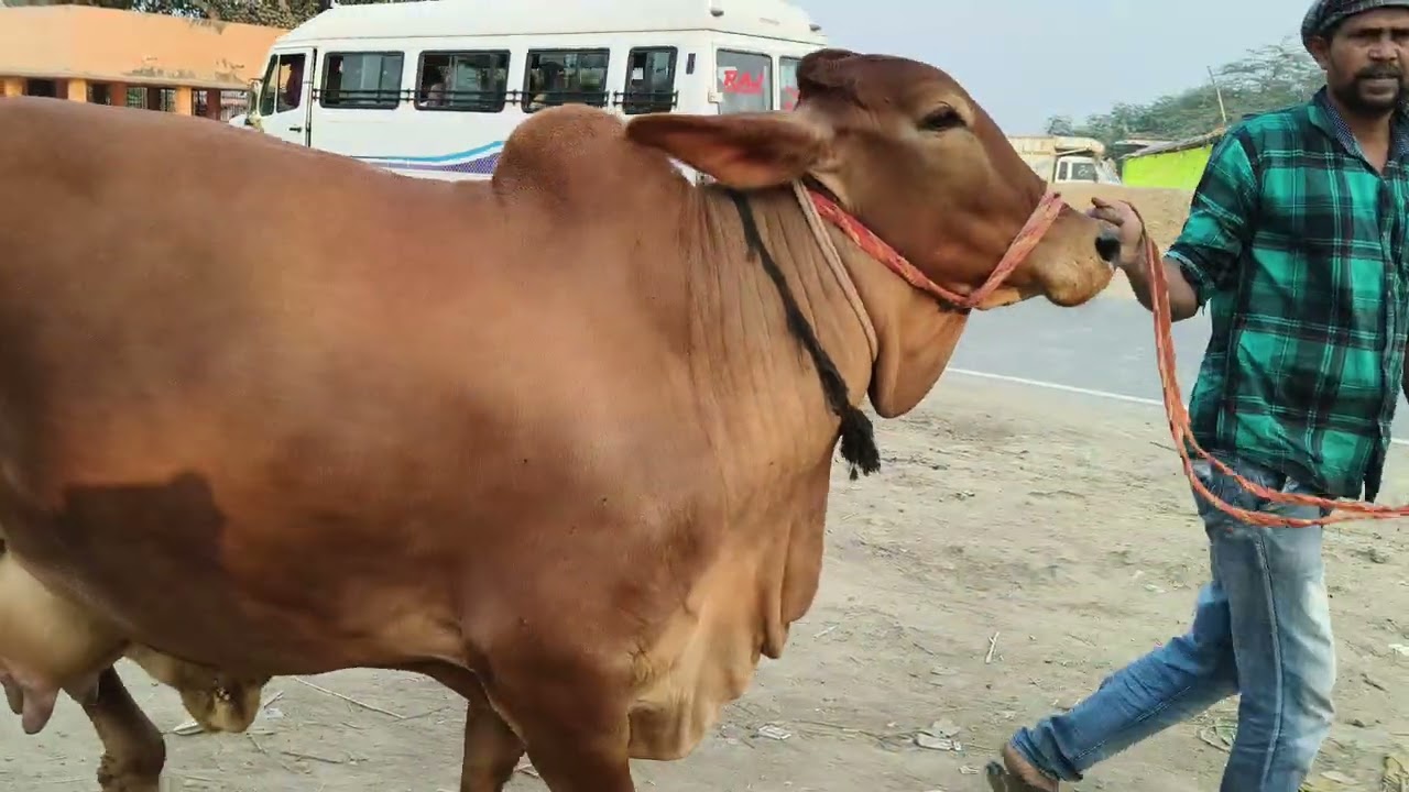 Sahiwal @# Cow 🐄 for sell in chausa pasu mandi buxar Bihar se nya video S pandey Mo 9155472296