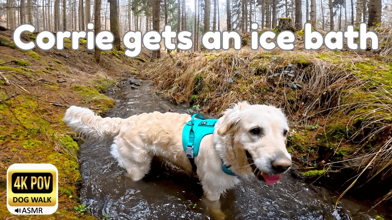 Day 22: The Famous Pipe Crawl! 🐕 & Swimming in 3°C! |Forest Hike with Golden Retriever Corrie 4K POV
