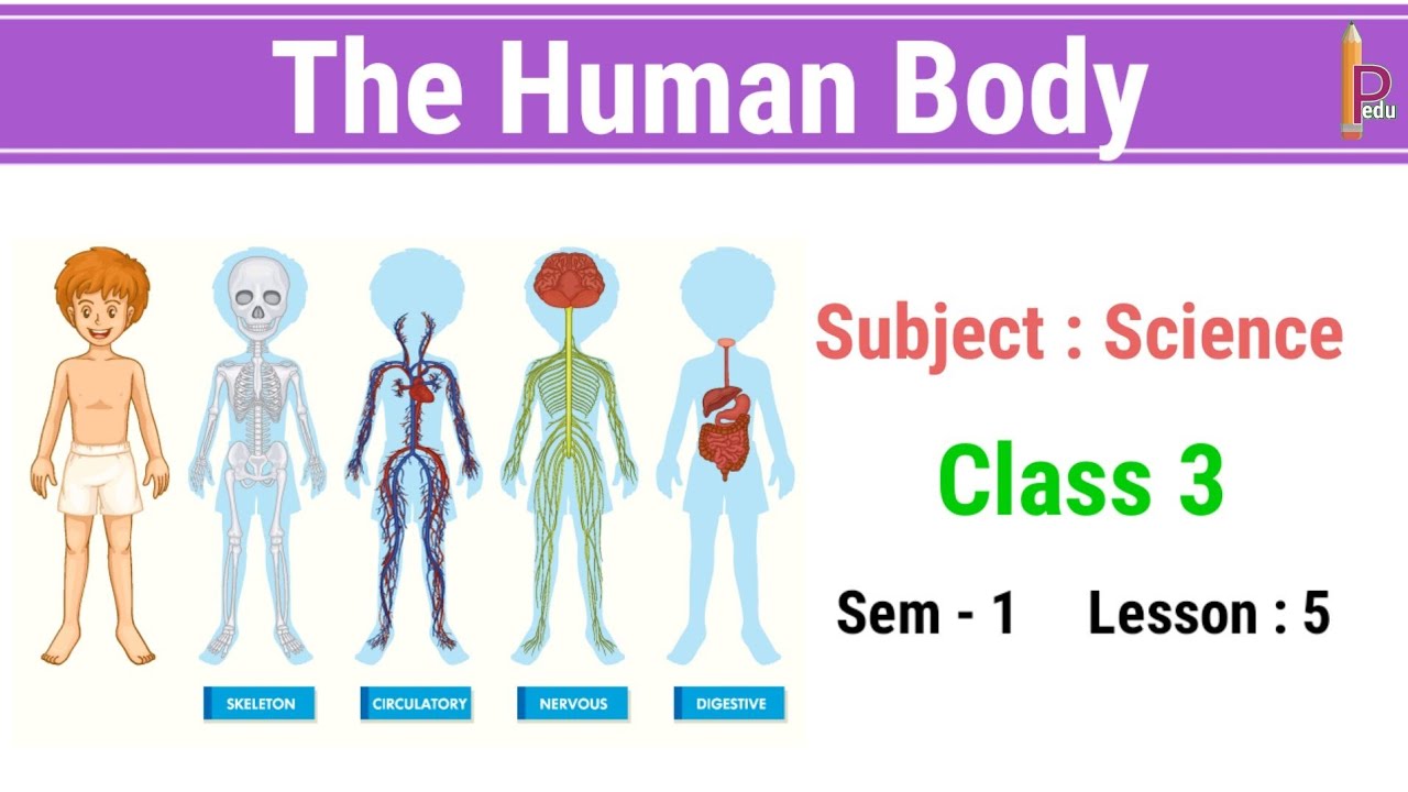The Human Body Class 3 science CBSE | Grade 3 science Our Human Body