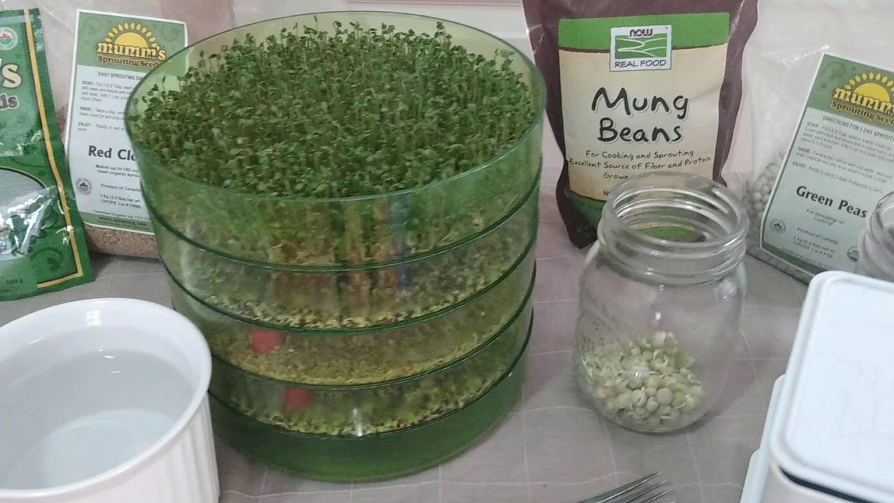 Video numero uno! Quick guide to starting sprouting at home
