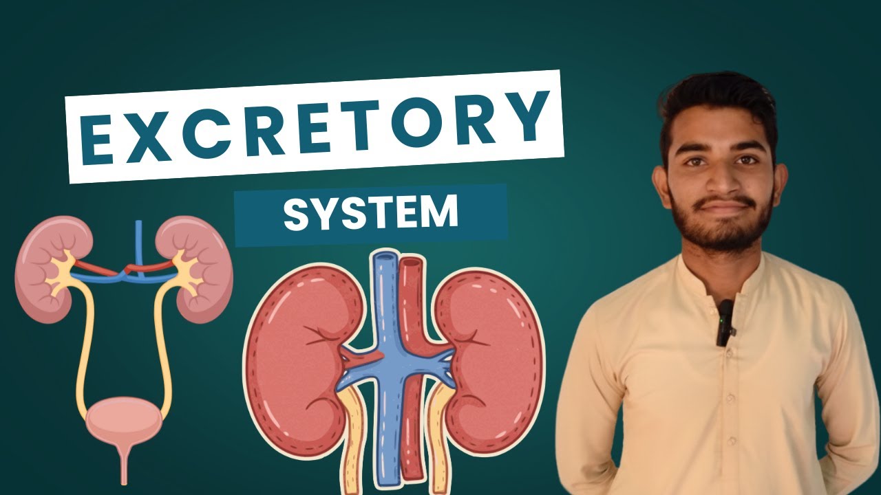 EXCRETORY SYSTEM | Human Excretory System Explained In Sindhi | Class 6–8 Science