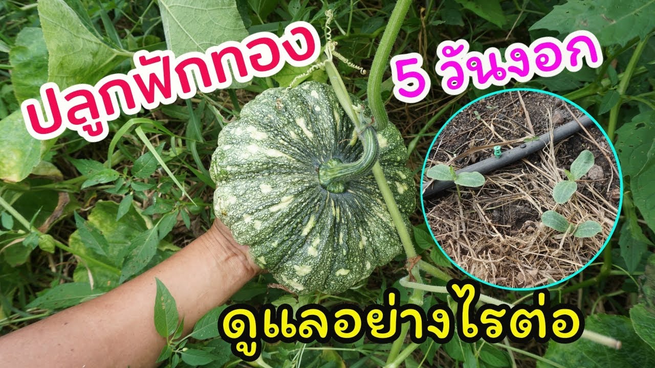 ฟักทองหลังปลูก 5 วัน เริ่มงอกแล้ว ดูแลอย่างไรต่ออธิบายให้ฟังแบบละเอียดครับ