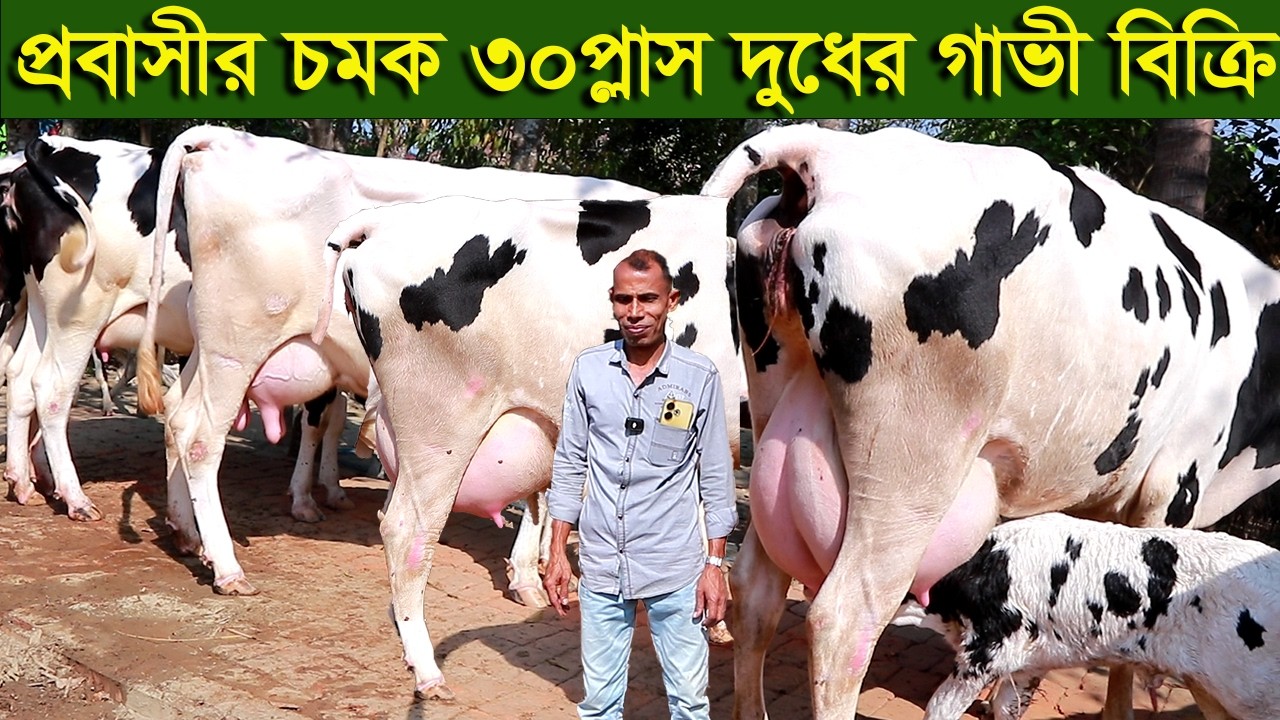প্রবাসীর চমক ৩০প্লাস দুধের গাভী দিচ্ছেন গ্যরান্টি সহ dairy farm
